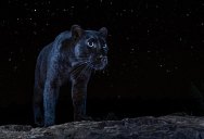 Photographer Waits 6 Months to Capture This Rare Black Leopard at Night