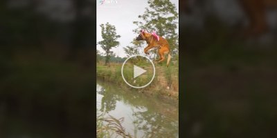 Dog Absolutely Sails Over This Stream