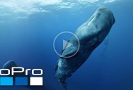 Click and Drag Around this 360 Video and Go VR Diving with Sperm Whales