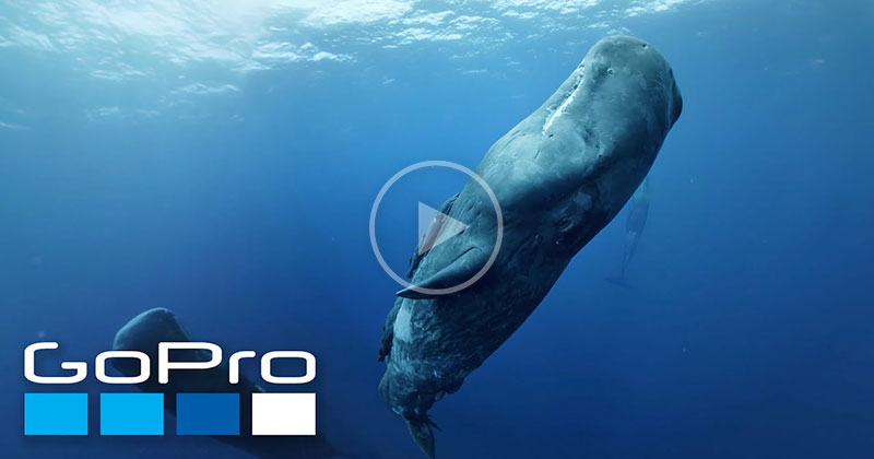 Click and Drag Around this 360 Video and Go VR Diving with Sperm Whales
