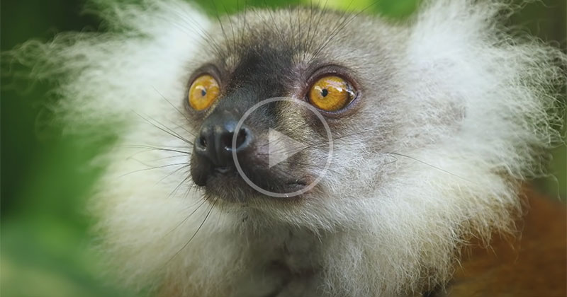 Lemurs Getting High Off Millipedes is the Wildest Thing You'll See Today