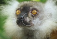 Lemurs Getting High Off Millipedes is the Wildest Thing You’ll See Today