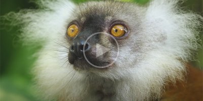 Lemurs Getting High Off Millipedes is the Wildest Thing You'll See Today