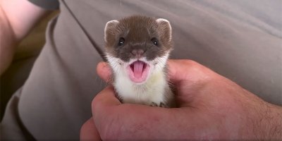 The Heartwarming Story of Two Baby Stoats that Were Rescued and Released Back Into the Wild