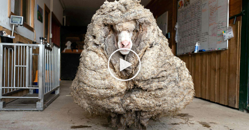 Sheep Shorn of 35 kg (77 lbs) of Fleece After Being Rescued in Australia