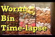 Worms Composting Leaves, Cardboard, and Paper in Fascinating 100 Day Time-Lapse