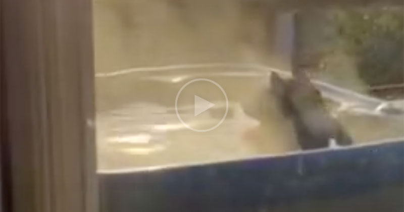 Just a Bear Chilling in a Jacuzzi and Contemplating What It All Means