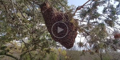 Professional Bee Remover Casually Shakes Giant Swarm of Bees Off Branch