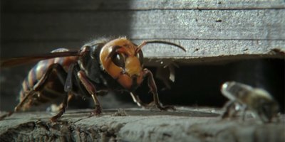 Japanese Honey Bees Kill Giant Hornet Scout with Heat