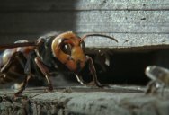Japanese Honey Bees Kill Giant Hornet Scout with Heat