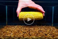 10,000 Mealworms Devouring Various Foods