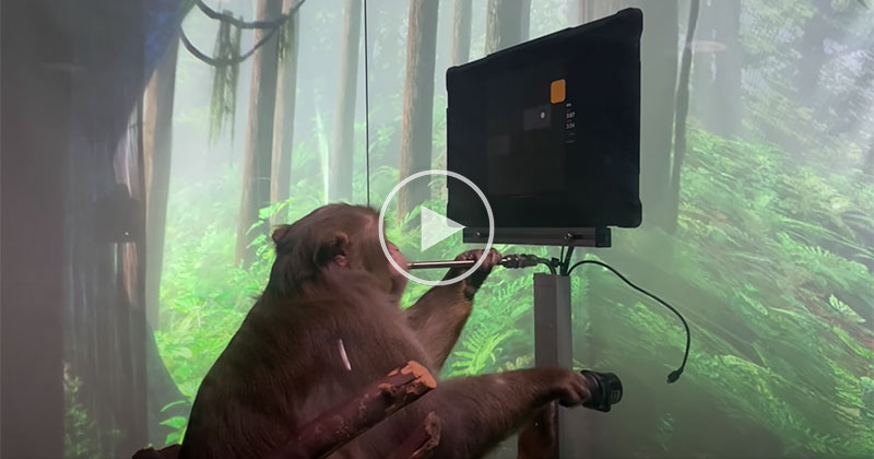 Neuralink Releases Jaw Dropping Demo of Macaque Playing Video Games ...