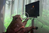 Neuralink Releases Jaw Dropping Demo of Macaque Playing Video Games with His Mind