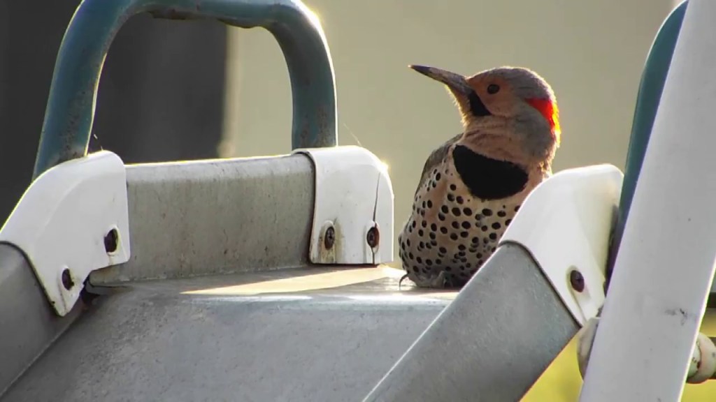 This Metal Slide Gave Me a Newfound Appreciation for a Woodpecker's Speed