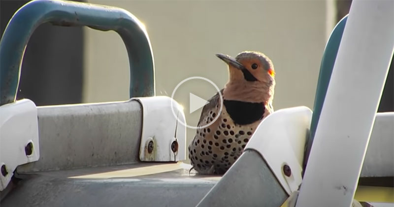 This Metal Slide Gave Me a Newfound Appreciation for a Woodpecker's Speed