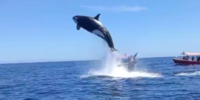 Orca Strikes Dolphin Mid-Air While Soaring 15 ft Above Water