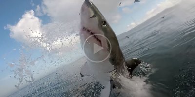 Extreme Close Up Encounter with Great White Shark in Gansbaai, South Africa