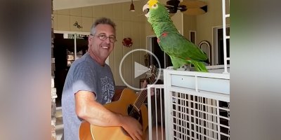 This Guy Riffing with His Parrot is the Best Thing Ever