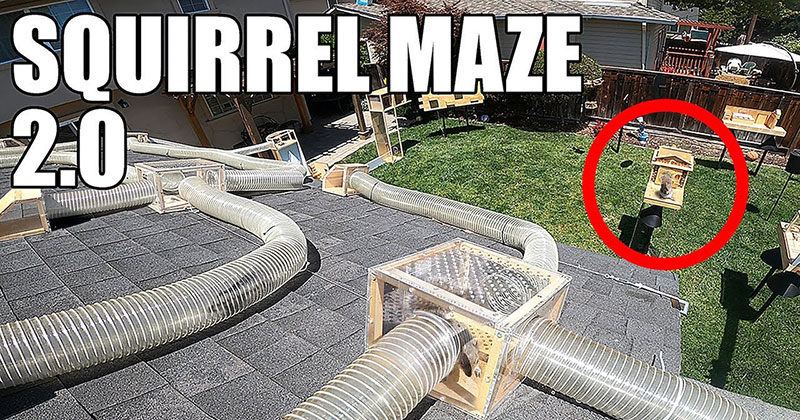 You Can't Help but Root for the Squirrels to Get Through this Amazing Backyard Obstacle Course