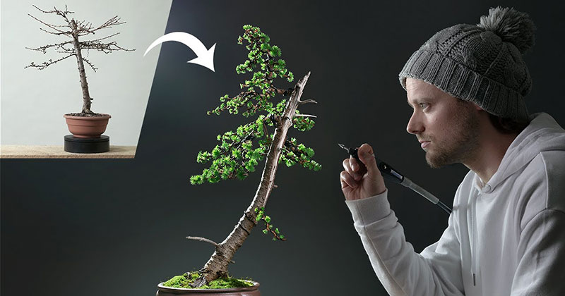 Amazing 1 Year Transformation of Japanese Larch Bonsai Tree