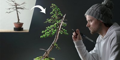 Amazing 1 Year Transformation of Japanese Larch Bonsai Tree