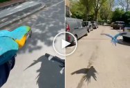 Guy on Bike Takes His Parrots Out for a Fly Around the Neighborhood