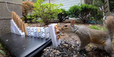 Squirrel Sets Off Rube Goldberg Machine and Earns Tasty Treat