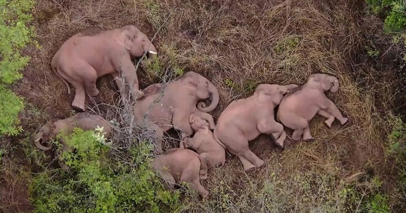This Herd of Elephants Taking a Group Siesta is So Precious