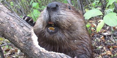 The Methodical Way This Beaver Chews Through This Tree Trunk is Impressive