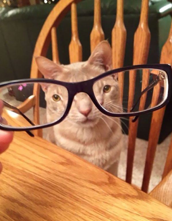 cats dogs behind glasses 11 Pets Behind Various Glasses (15 Photos)