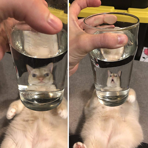cats dogs behind glasses 12 Pets Behind Various Glasses (15 Photos)
