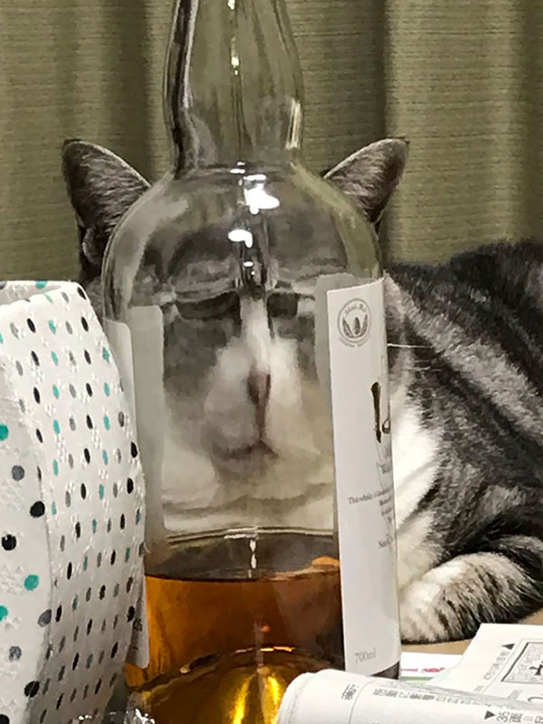cats dogs behind glasses 13 Pets Behind Various Glasses (15 Photos)