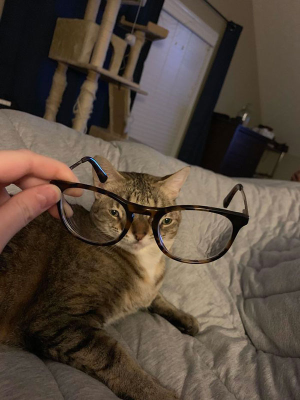 cats dogs behind glasses 2 Pets Behind Various Glasses (15 Photos)
