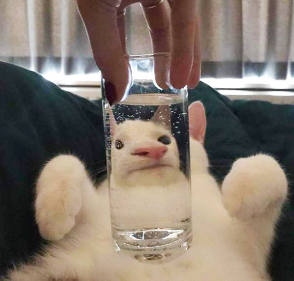 cats dogs behind glasses 8 Pets Behind Various Glasses (15 Photos)