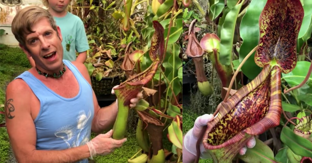 Gardener Reveals Contents of Mouse-Eating Pitcher Plant