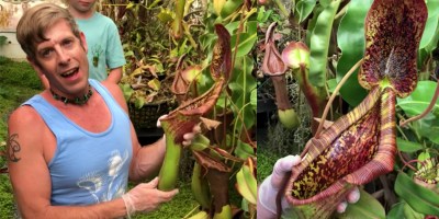 Gardener Reveals Contents of Mouse-Eating Pitcher Plant