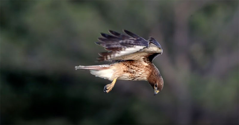 This Video of a Red-Tailed Hawk Hovering in the Wind is Mesmerizing