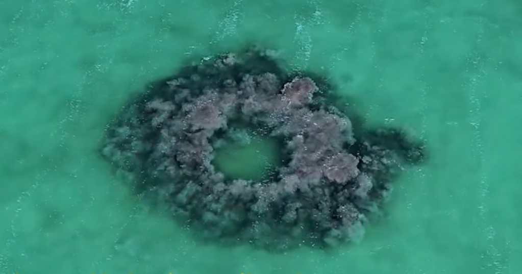 Amazing Footage from Above Shows Dolphins Making Mud Rings to Trap and Hunt Fish