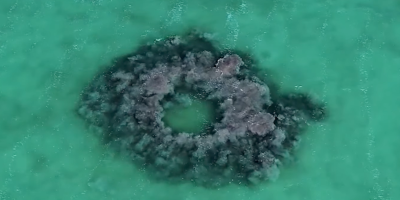 Amazing Footage from Above Shows Dolphins Making Mud Rings to Trap and Hunt Fish