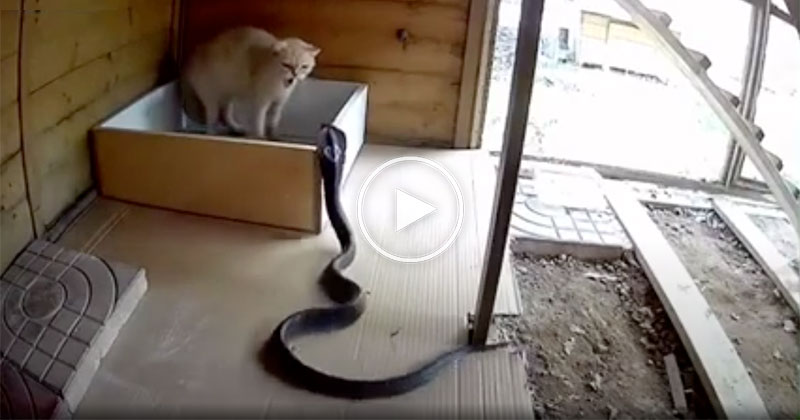 Fearless Cat Fends Off Attacking Cobra in True Cat Fashion