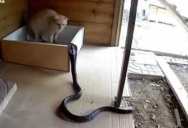 Fearless Cat Fends Off Attacking Cobra in True Cat Fashion