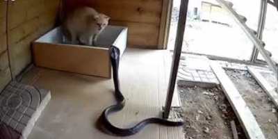 Fearless Cat Fends Off Attacking Cobra in True Cat Fashion
