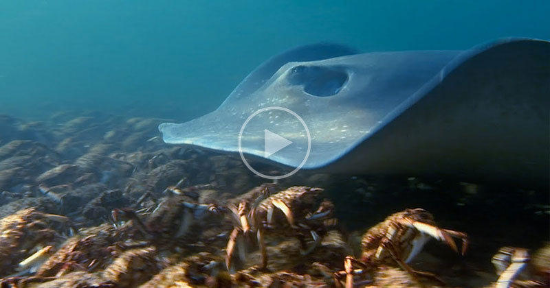 Stingray Ambushes Army of Moulting Spider Crabs