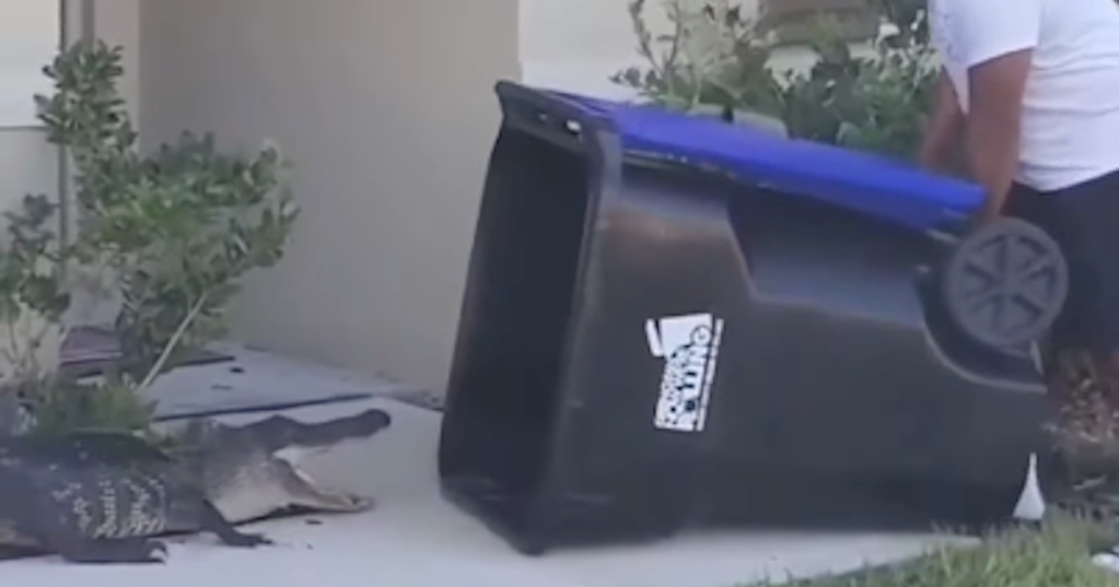Guy Captures Alligator with Garbage Bin
