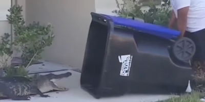 Guy Captures Alligator with Garbage Bin