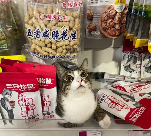 best of bodega cats twitter 1 This Twitter Account is Dedicated to Bodega Cats and Its the Best