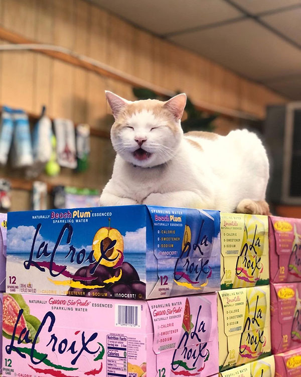 best of bodega cats twitter 10 This Twitter Account is Dedicated to Bodega Cats and Its the Best