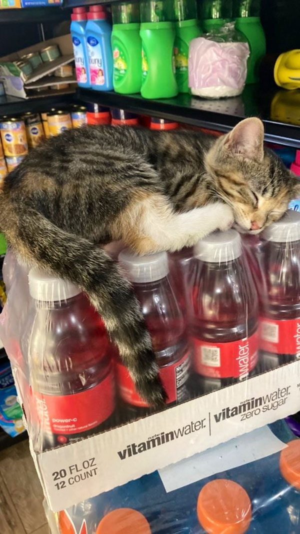 best of bodega cats twitter 11 This Twitter Account is Dedicated to Bodega Cats and Its the Best
