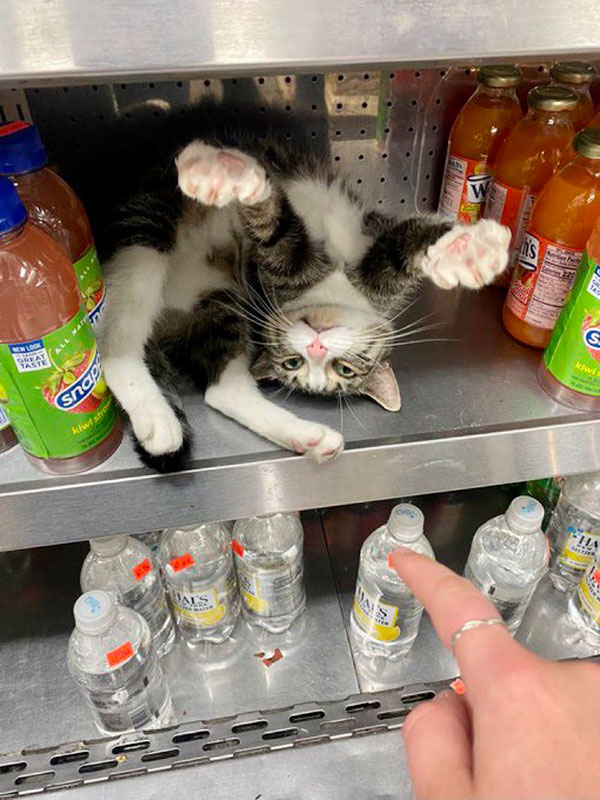 best of bodega cats twitter 3 This Twitter Account is Dedicated to Bodega Cats and Its the Best