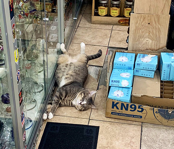 best of bodega cats twitter 4 This Twitter Account is Dedicated to Bodega Cats and Its the Best